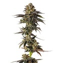 Toad Poison (Growers Choice) Feminiserede