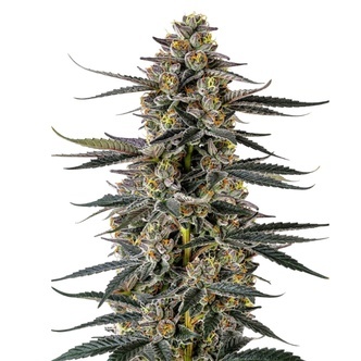 Triploid Iced Sangria (Growers Choice) feminiserede