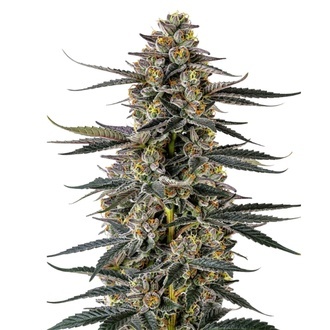 Triploid F1 Iced Sangria (Growers Choice) Feminiserede
