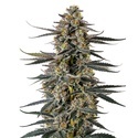 Triploid F1 Iced Sangria (Growers Choice) Feminiserede