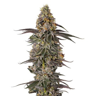 Triploid Sticky Wasabi (Growers Choice) feminiserede cannabisfr&oslash;