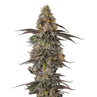 Triploid F1 Sticky Wasabi (Growers Choice) Feminiserede