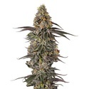 Triploid F1 Sticky Wasabi (Growers Choice) Feminiserede