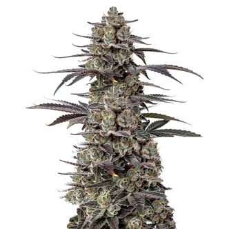 Triploid Tropicana Cherry (Growers Choice) feminiserede cannabisfr&oslash;