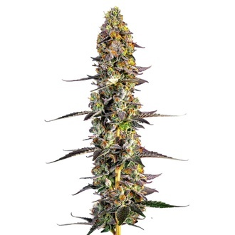 Unicorn Wagyu (Growers Choice) Feminiserede