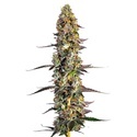 Unicorn Wagyu (Growers Choice) Feminiserede