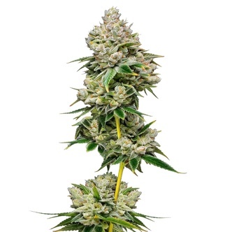 White Truffle (Growers Choice) feminiserede cannabisfr&oslash;