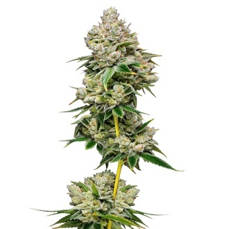 White Truffle Limited Edition (Growers Choice) Feminiserede