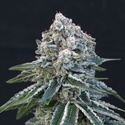 Death Roll (Exotic Seed) Feminiserede