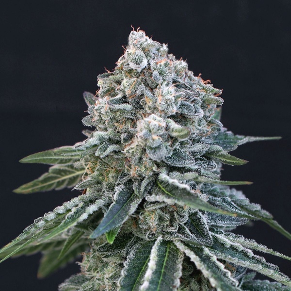 Death Roll (Exotic Seed) Feminiserede