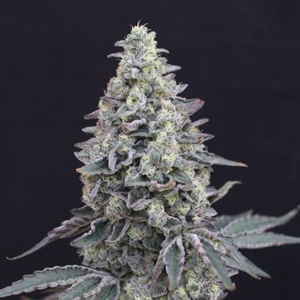 Georgia Cream Auto (Exotic Seed) feminiserede