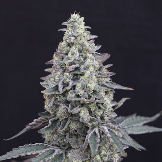 Georgia Cream Auto (Exotic Seed) Feminiserede