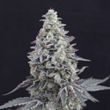 Georgia Cream Auto (Exotic Seed) Feminiserede