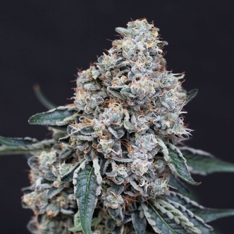 Quick Wash (Exotic Seed) feminiseret