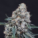 Quick Wash (Exotic Seed) Feminiserede