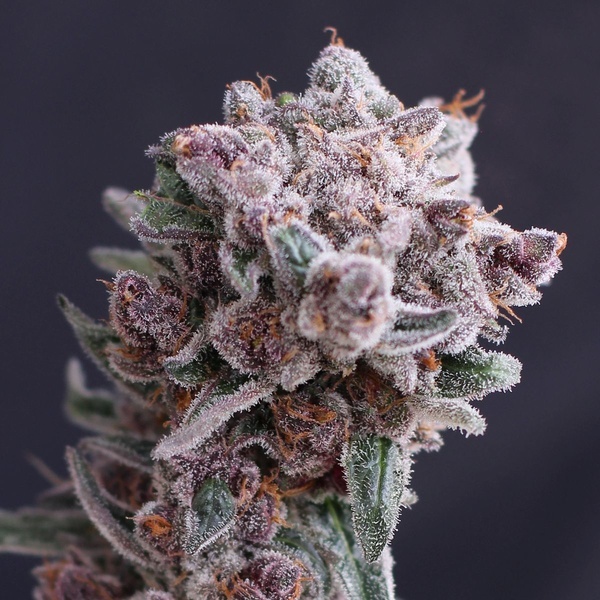 Tangie Smasher Auto (Exotic Seed) Feminiserede