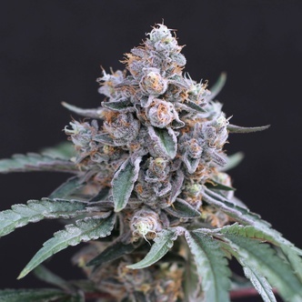 Turbo Junky (Exotic Seed) feminiserede cannabisfr&oslash;