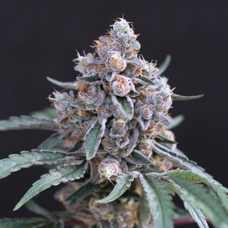 Turbo Junky (Exotic Seed) Feminiserede