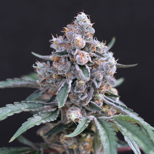 Turbo Junky (Exotic Seed) Feminiserede