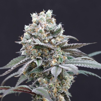 The Clash (Exotic Seed) feminiseret