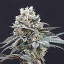 The Clash (Exotic Seed) Feminiserede