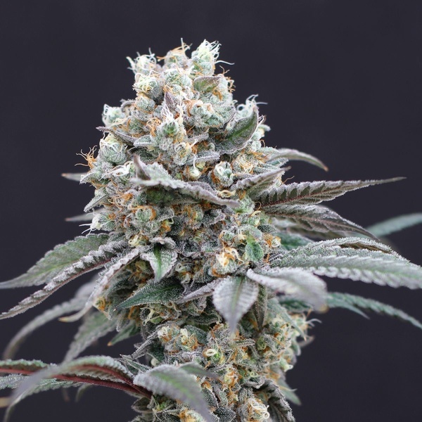 The Clash (Exotic Seed) Feminiserede