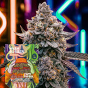 Hash Burger (Zamnesia Seeds) Feminiserede
