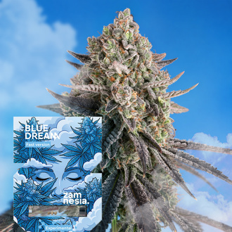 Blue Dream hurtig version (Zamnesia Seeds) Feminiserede