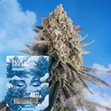Blue Dream hurtig version (Zamnesia Seeds) Feminiserede