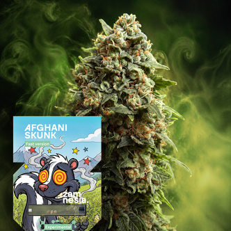 Afghani Skunk hurtig version (Zamnesia Seeds) feminiserede cannabisfr&oslash;