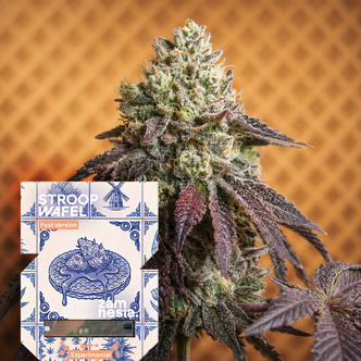 Stroopwafel Fast Version (Zamnesia Seeds) feminiseret