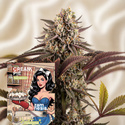 Cream Pie Fast Version (Zamnesia Seeds) Feminiserede