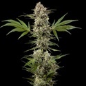 Banana Runtz F1 (Barney's Farm) Feminiserede