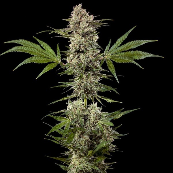 Banana Runtz F1 (Barney's Farm) Feminiserede