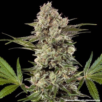 Banana Runtz F1 (Barney's Farm) Feminiserede