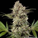 Banana Runtz F1 (Barney's Farm) Feminiserede