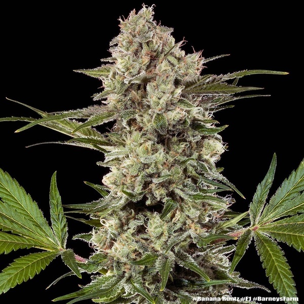 Banana Runtz F1 (Barney's Farm) Feminiserede