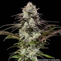 London Pound Cake F1 (Barney's Farm) Feminiserede