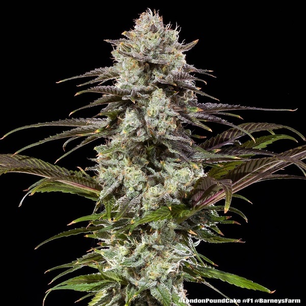 London Pound Cake F1 (Barney's Farm) Feminiserede