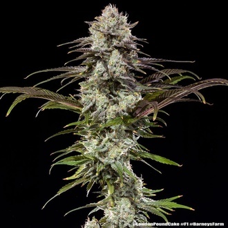London Pound Cake F1 (Barney's Farm) Feminiserede