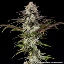 London Pound Cake F1 (Barney's Farm) Feminiserede