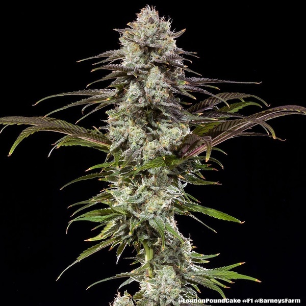London Pound Cake F1 (Barney's Farm) Feminiserede