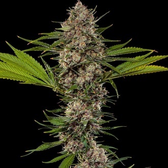 MAC 1 F1 (Barney's Farm) Feminiserede