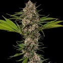 MAC 1 F1 (Barney's Farm) Feminiserede
