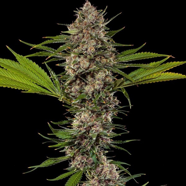 MAC 1 F1 (Barney's Farm) Feminiserede