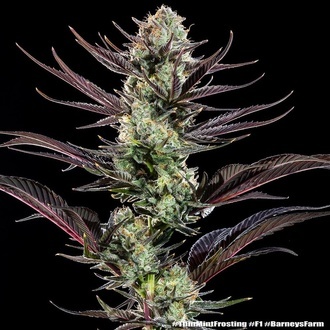 Thin Mint Frosting F1 (Barney's Farm) Feminiserede