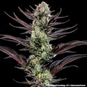 Thin Mint Frosting F1 (Barney's Farm) Feminiserede