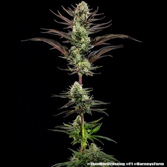 Thin Mint Frosting F1 (Barney's Farm) Feminiserede