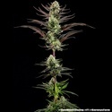 Thin Mint Frosting F1 (Barney's Farm) Feminiserede