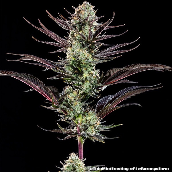 Thin Mint Frosting F1 (Barney's Farm) Feminiserede